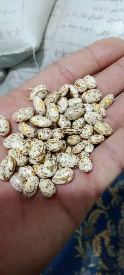 لوبیا چیتی ارتشی|خوردنی و آشامیدنی|فشاپویه, |دیوار