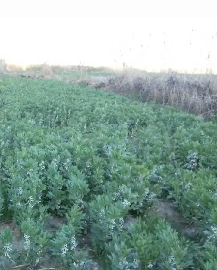 زمین کشاورزی|فروش دفتر صنعتی، کشاورزی، تجاری|گیلان غرب, |دیوار