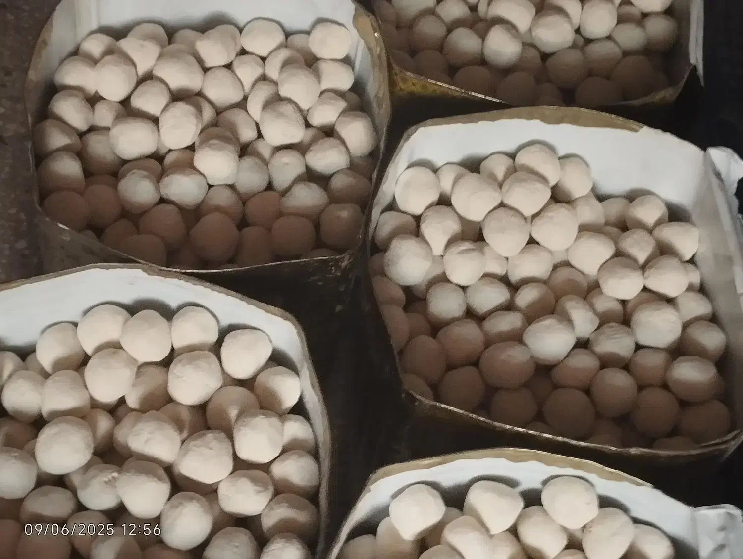 سفید آب ( روشور)|عمده‌فروشی|مهریز, |دیوار