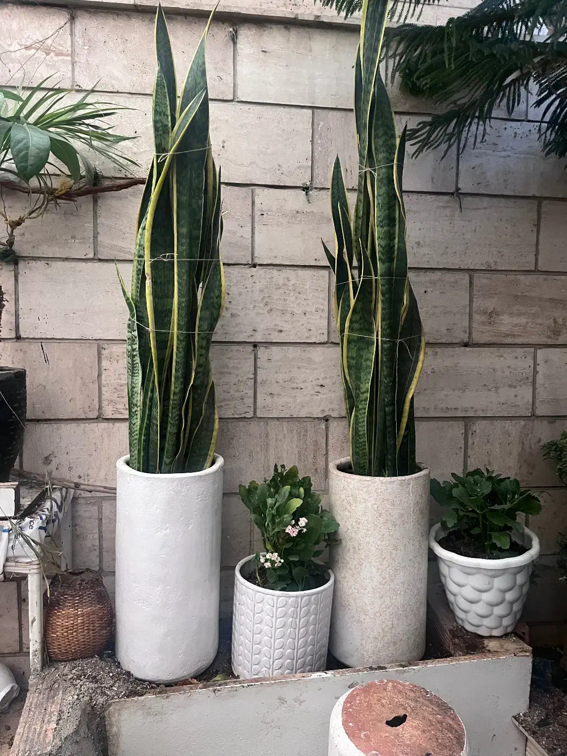 یوکا بزرگ تنه دار سانسوریا|گل و گیاه طبیعی|تهران, ائمه اطهار|دیوار