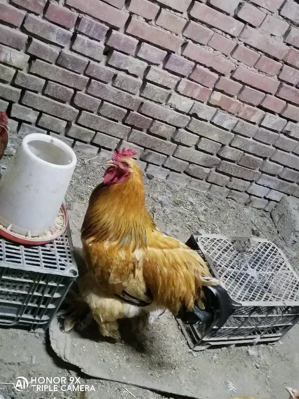 برهما مرغ وخروس مولد ونیمچه وجوجه های برهما|حیوانات مزرعه|نوشین شهر, |دیوار