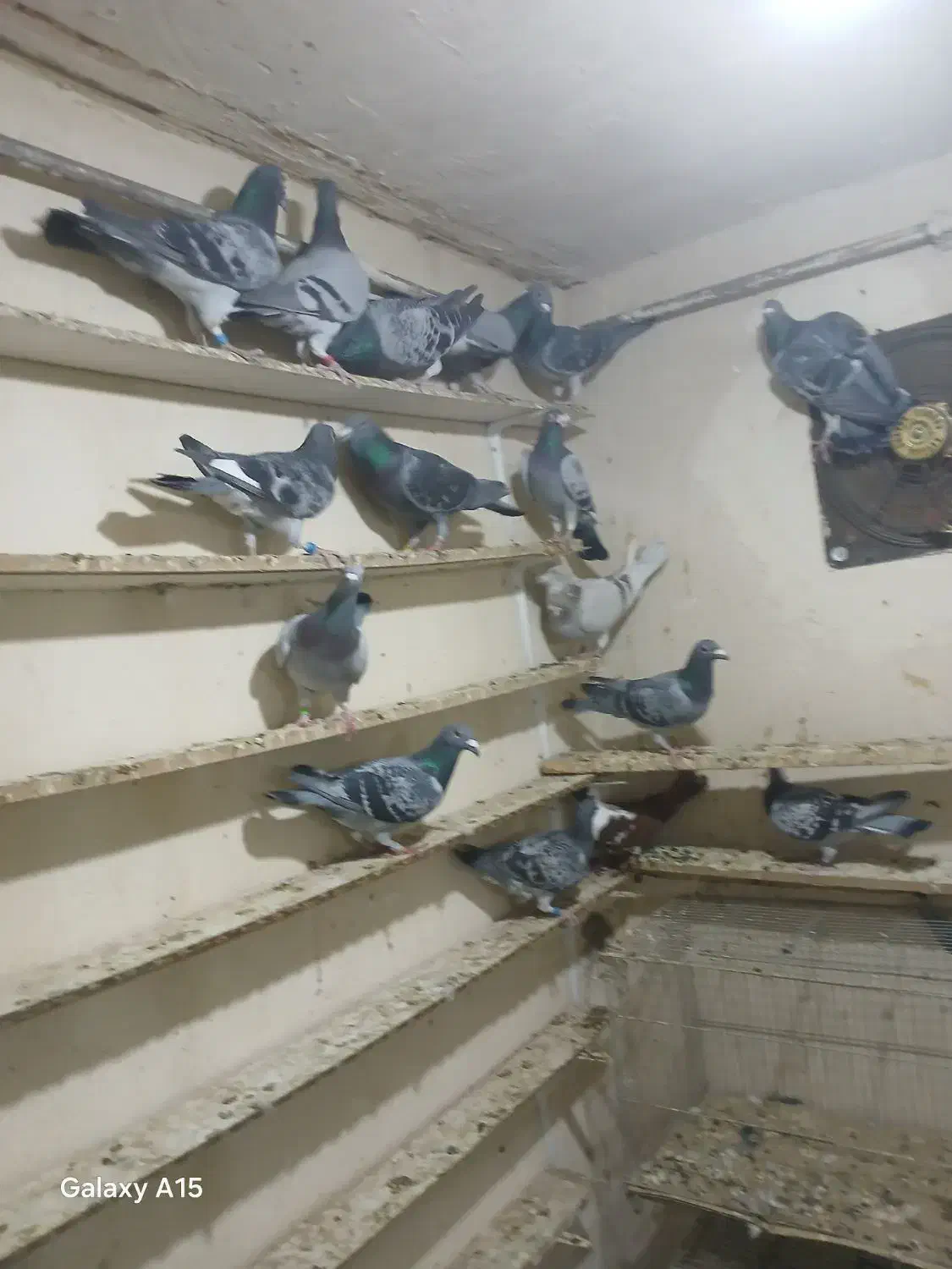 دوبر گیلانده|پرنده|اردبیل, |دیوار