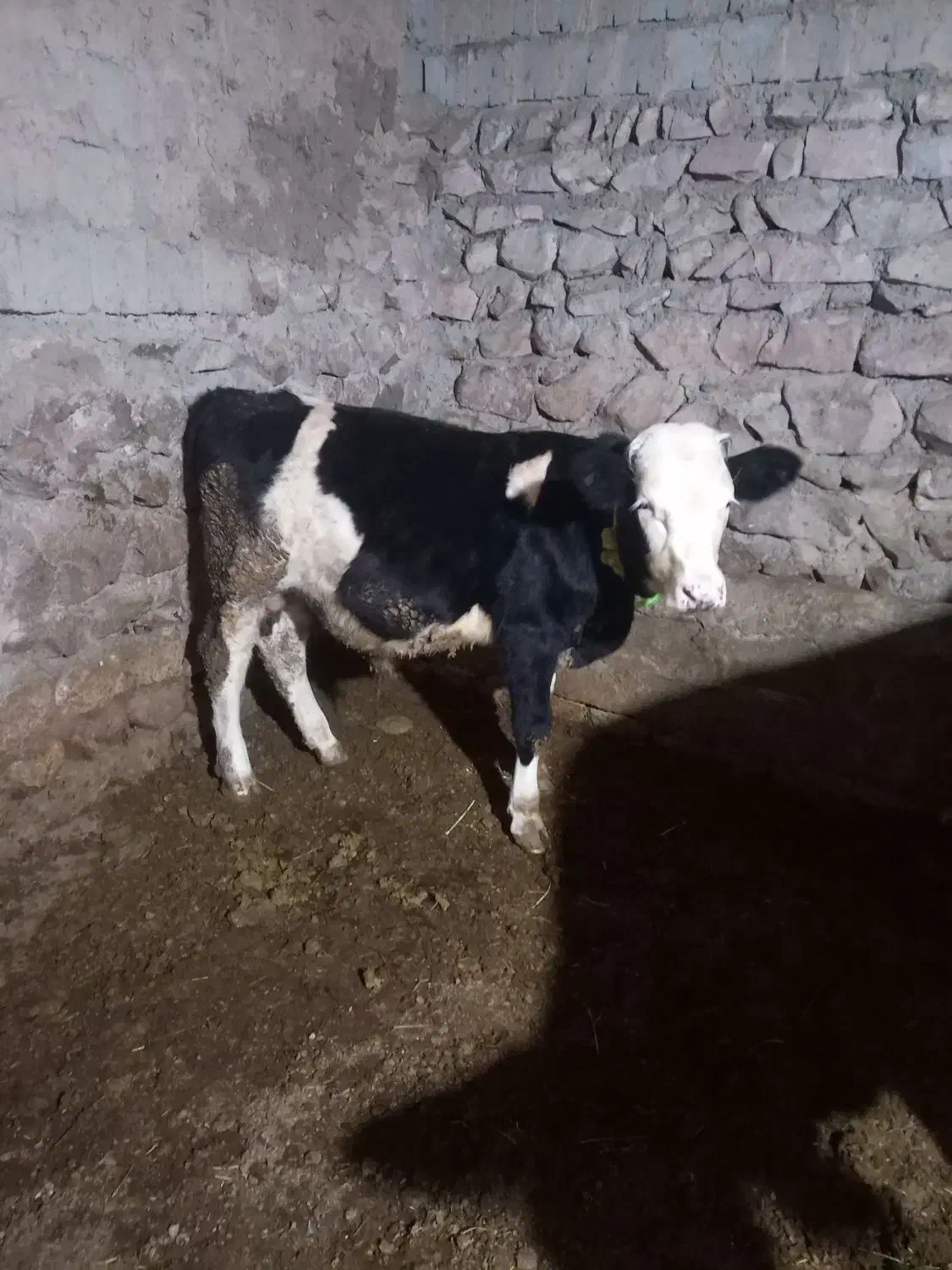 نر گوساله|حیوانات مزرعه|تبریز, |دیوار