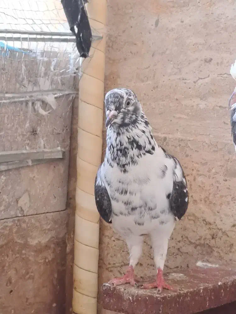 فروش کبوتر طوقی و خوشرنگ|پرنده|عسلویه, |دیوار