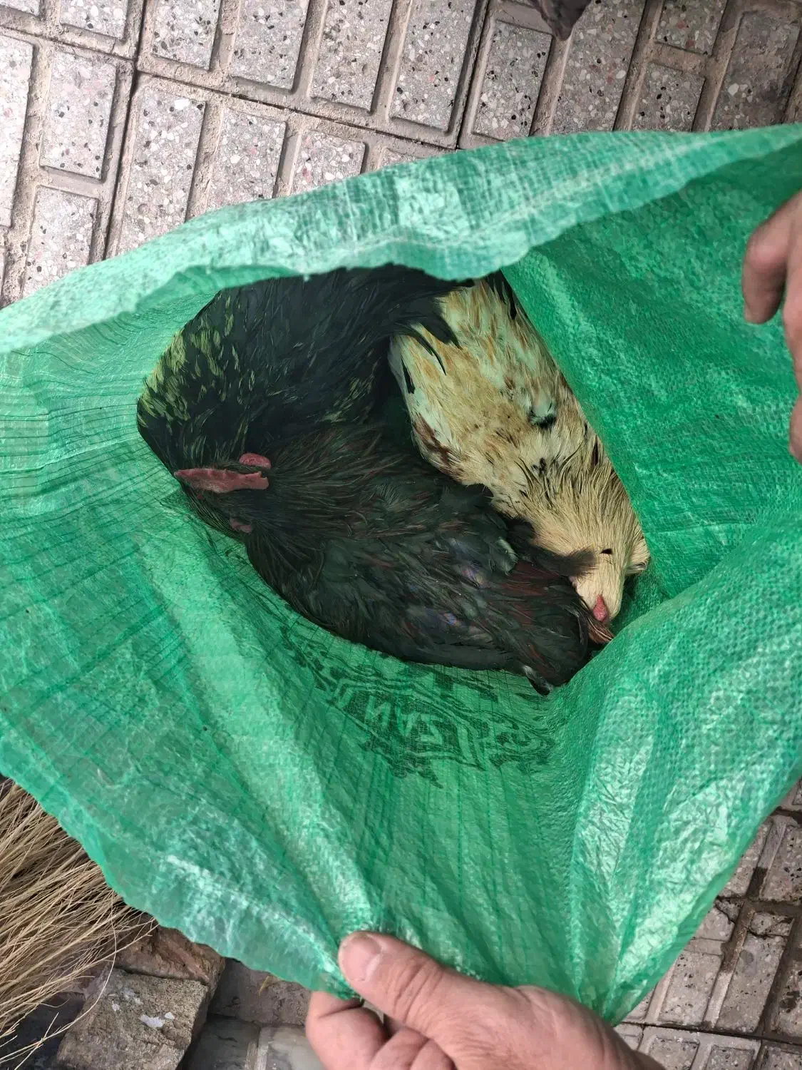 ۲ عدد خروس خانگی دانه ی ۵۵۰ هزار تومان|حیوانات مزرعه|تربتحیدریه, شهرک ولیعصر|دیوار