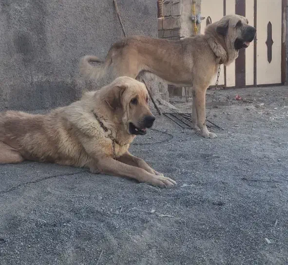 دوتا پژدر گشمده|حیوانات|کامیاران, |دیوار