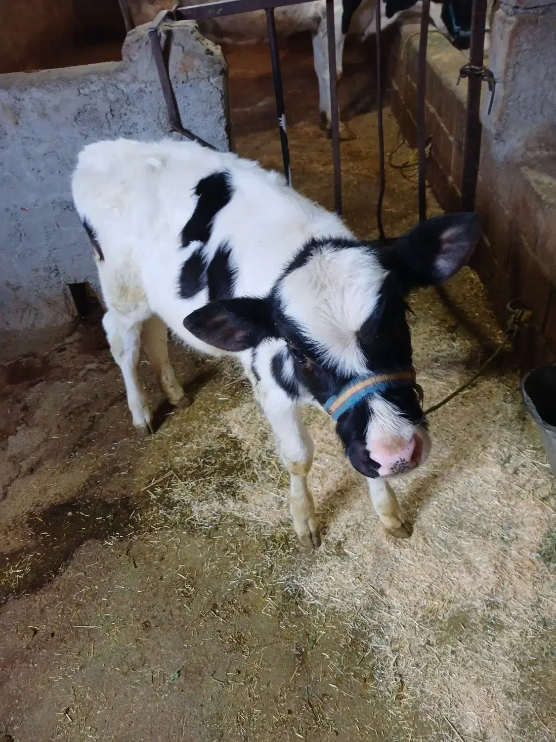 گاو شیری|حیوانات مزرعه|بیستون, |دیوار