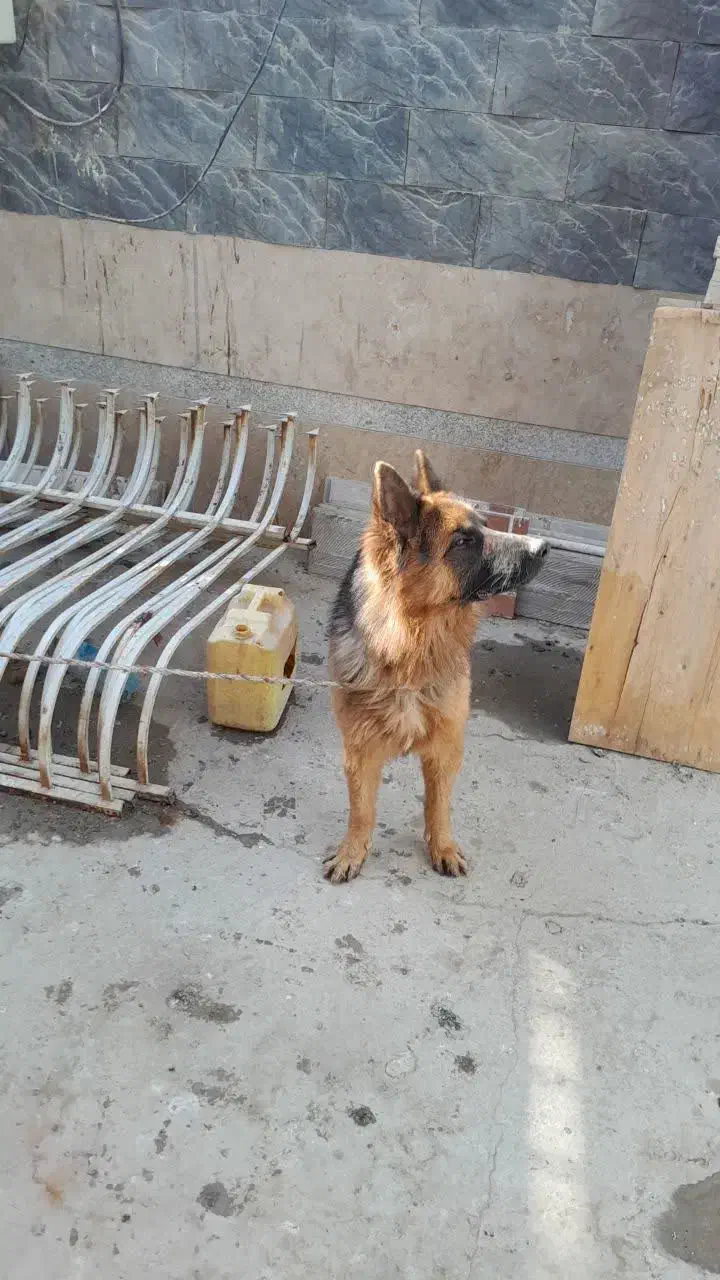 سگ ژرمن شولاین اصل|سگ|اصفهان, مصلی|دیوار