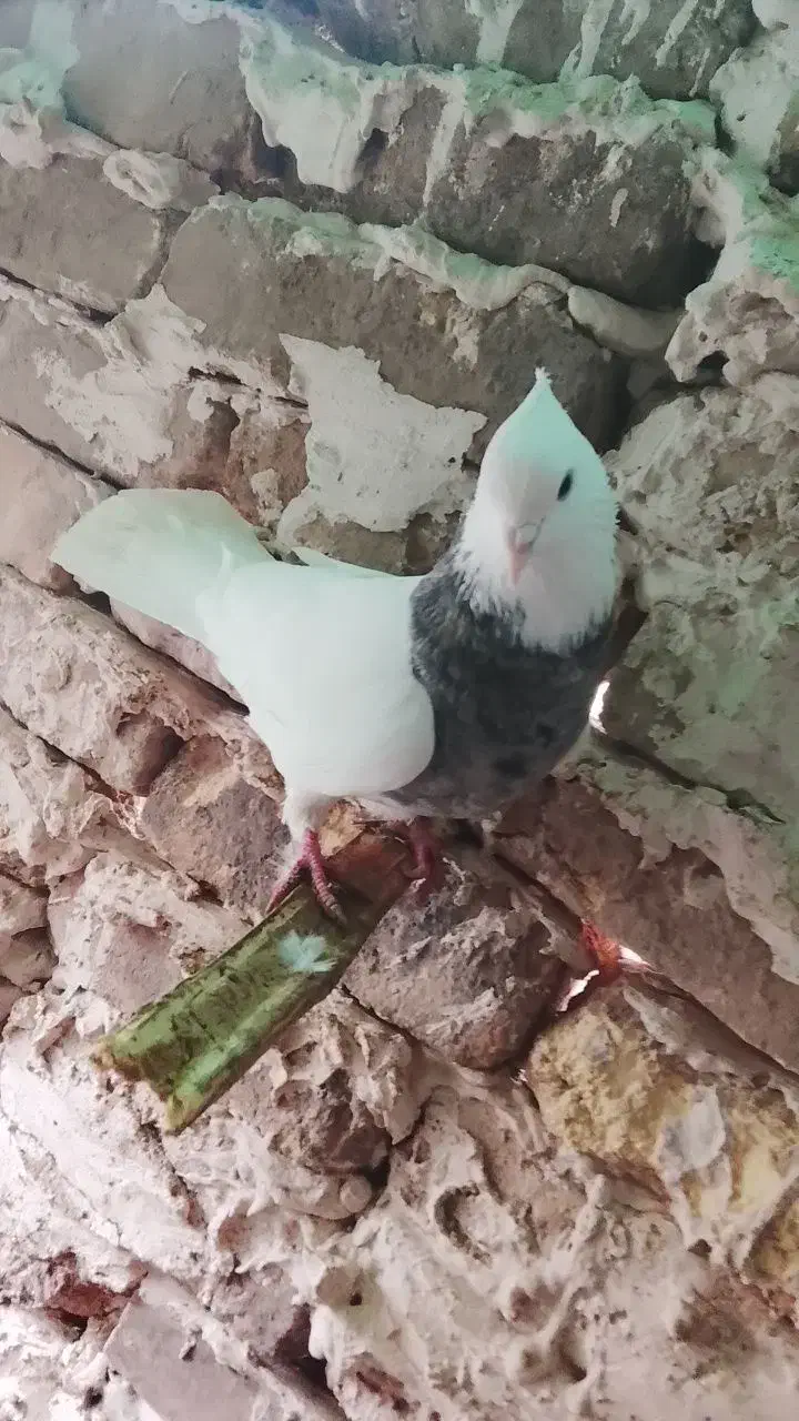 طوقی|پرنده|رادکان, |دیوار