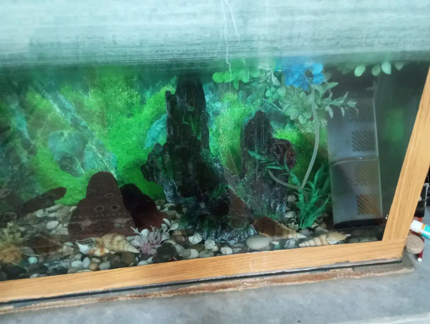 اکواریوم|ماهی|بیرجند, |دیوار