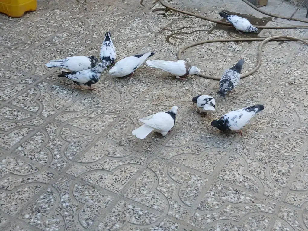 کبوتر فروشی|پرنده|آبدانان, |دیوار