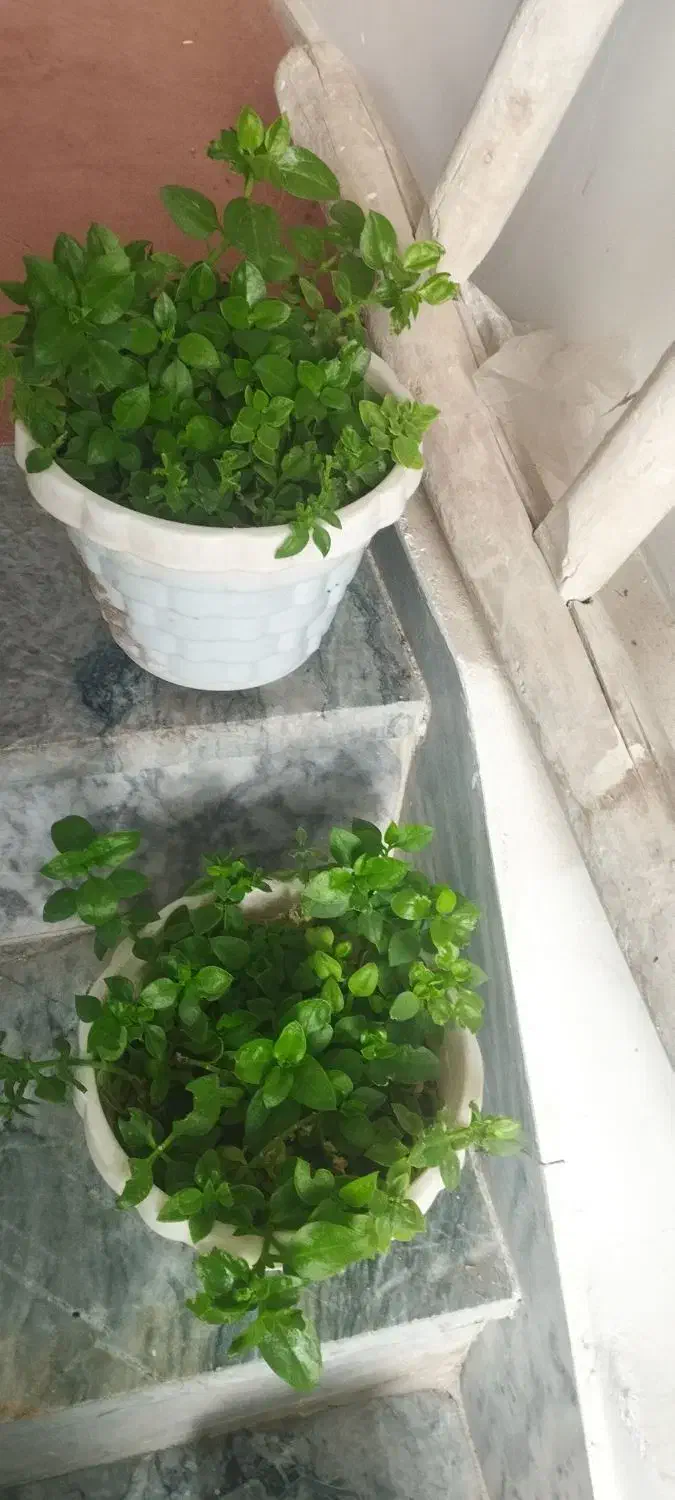 تعدادی گل آپارتمانی و داخل حیاطی|گل و گیاه طبیعی|کرمانشاه, |دیوار