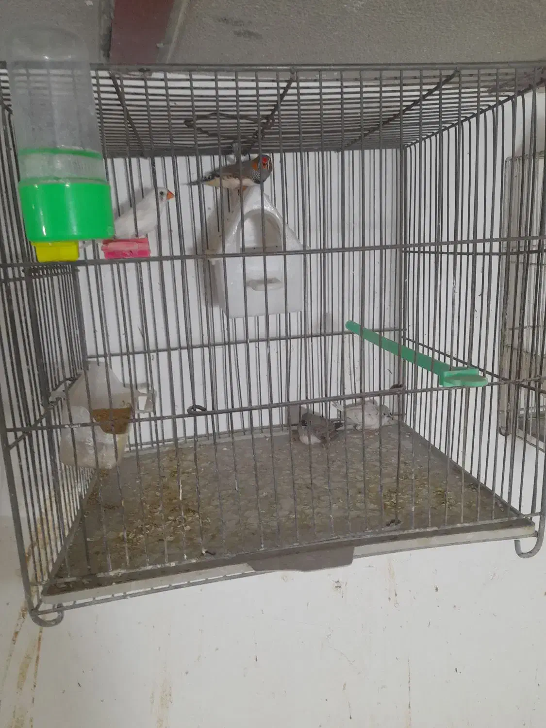 فنچ جفتکا با تخم و جوجه|پرنده|مشهد, پنجتن|دیوار