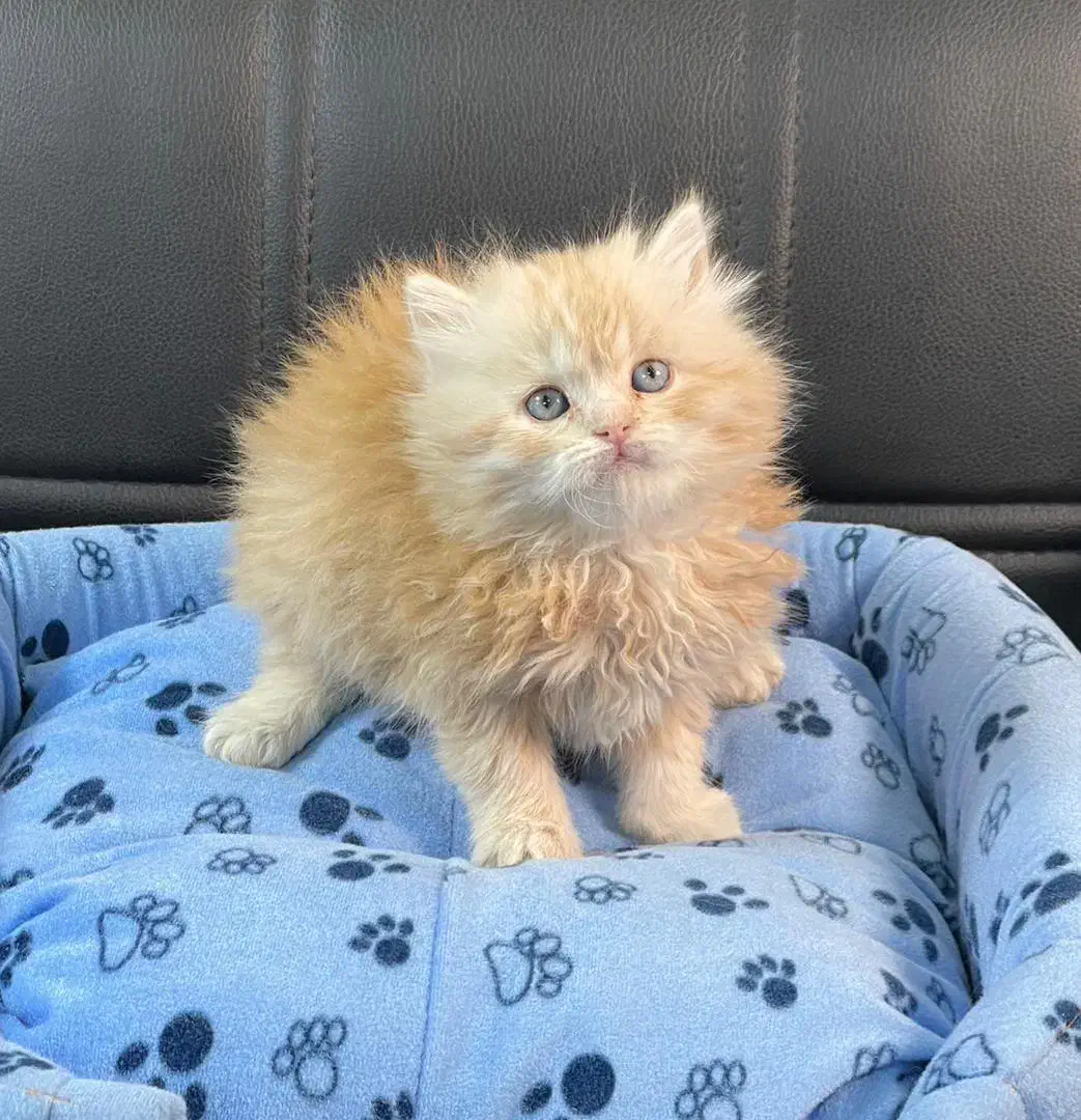 بچه. گربه. نژادار تخفیف دار مناسب کادوو|گربه|تهران, مرزداران|دیوار