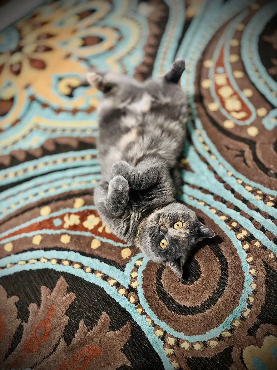 گمشده|گربه|اراک, |دیوار