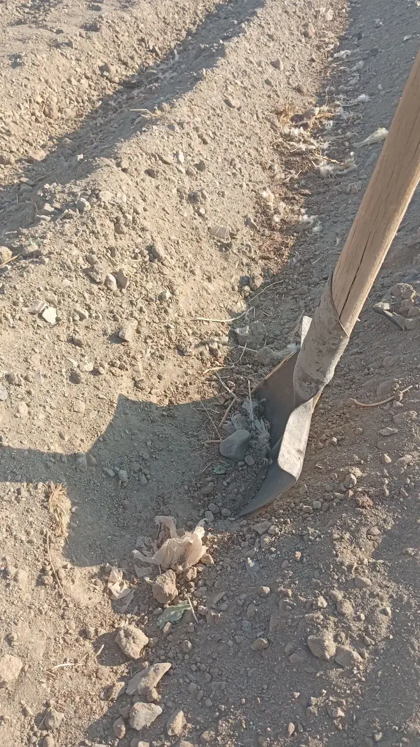 نیازمندکارگر برای اماده سازی زمین کشت گوجه|استخدام صنعتی، فنی، مهندسی|کهنوج, |دیوار