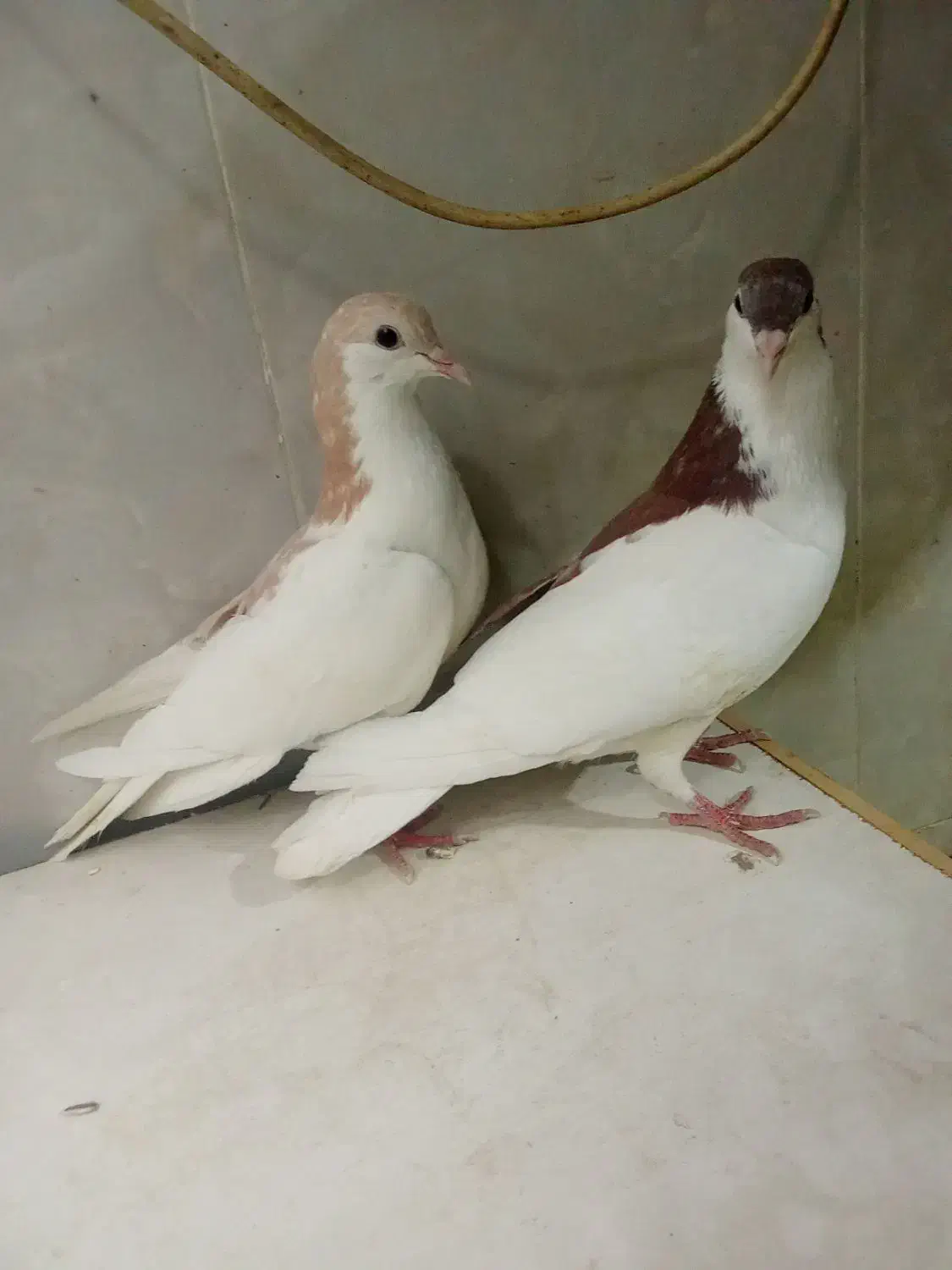 کفتر|پرنده|قدس, شهرقدس|دیوار