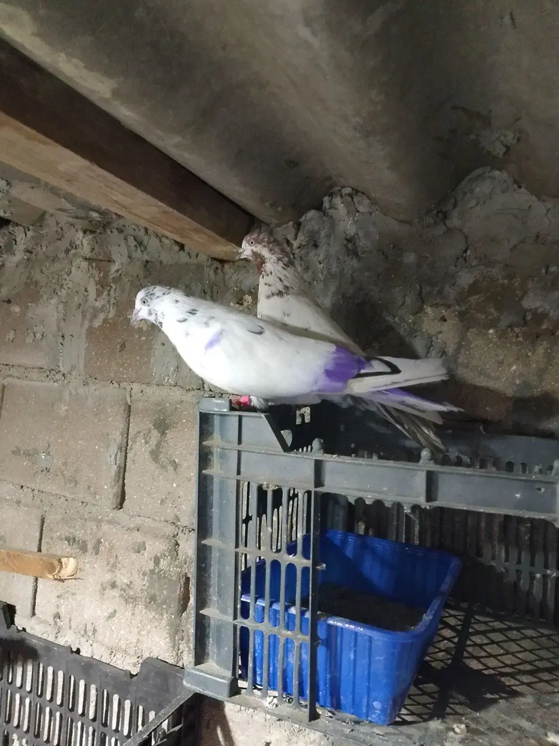 کبوتر گره|پرنده|قشم, |دیوار