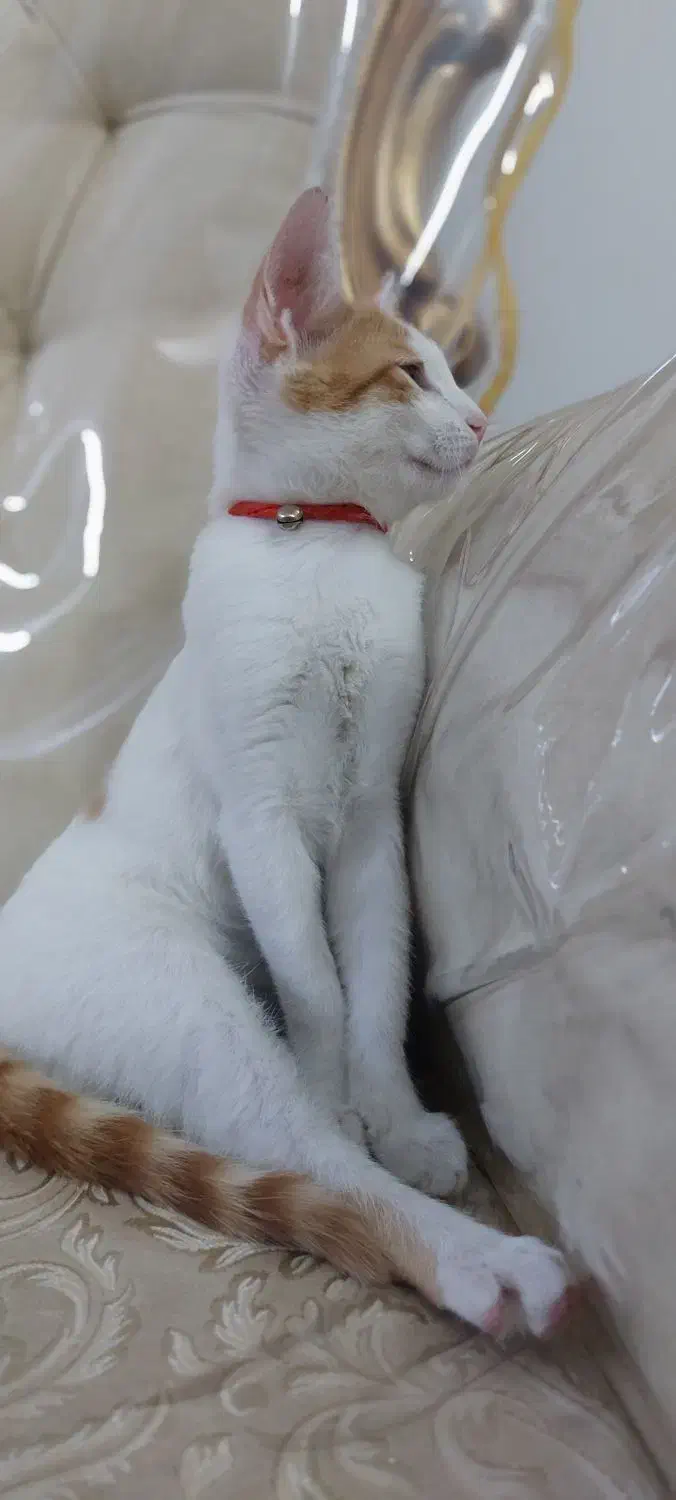 گربه|گربه|مشهد, نوده|دیوار