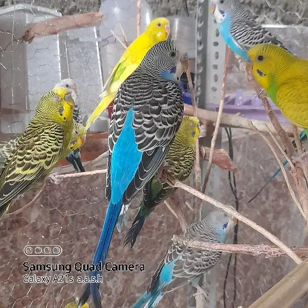 مرغ عشق سالم ضمانتی|پرنده|ایرانشهر, |دیوار