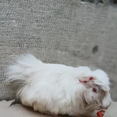 خوکچه هندی چشم شرابی|موش و خرگوش|تهران, وصفنارد|دیوار