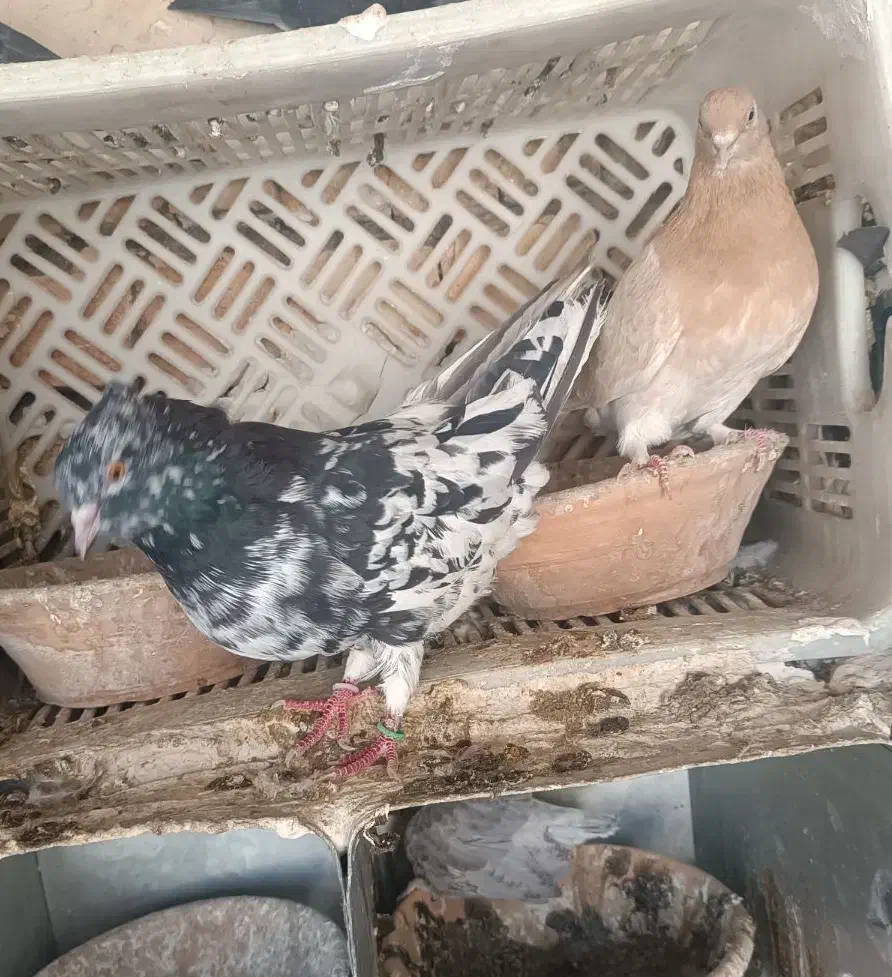 کبوتر خوب|پرنده|قم, لسانی|دیوار