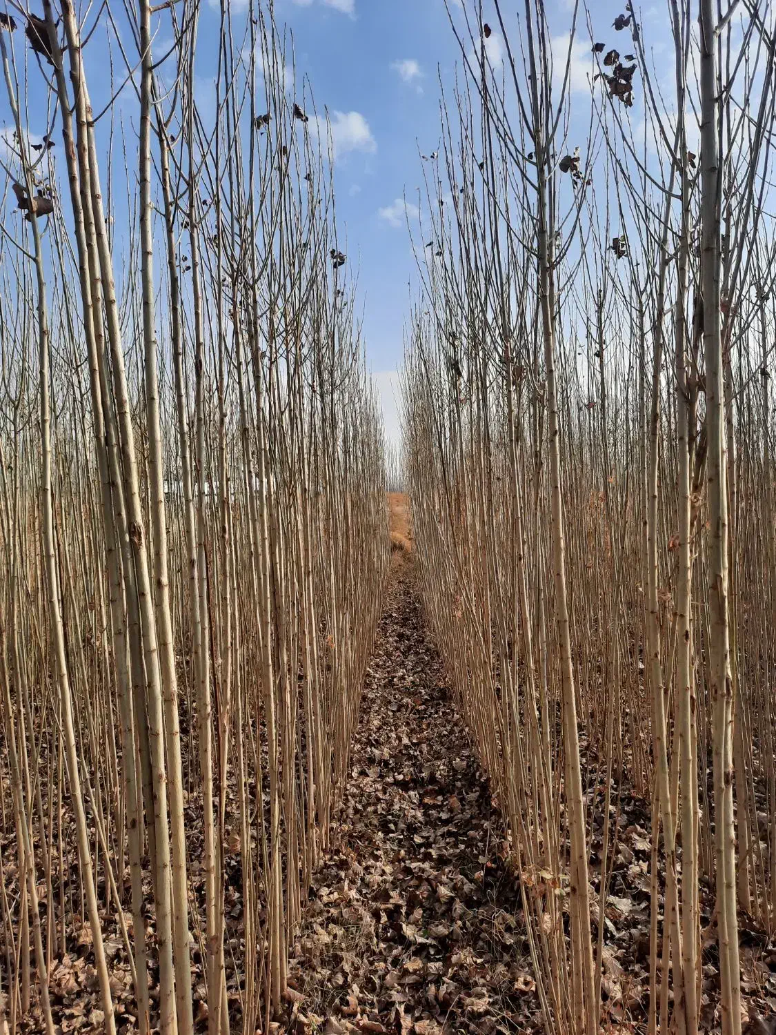 صنوبر دو ساله|گل و گیاه طبیعی|بکتاش, |دیوار