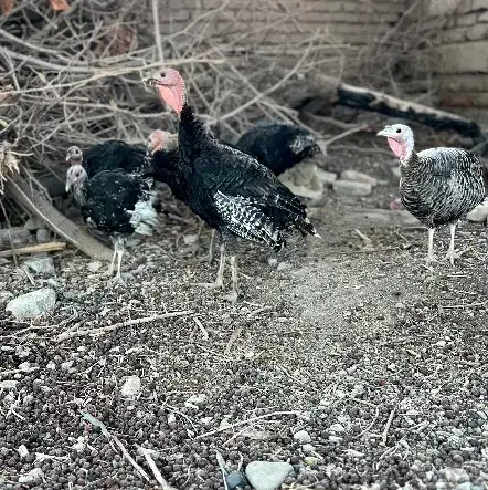 بقلمون|حیوانات مزرعه|ایرانشهر, |دیوار