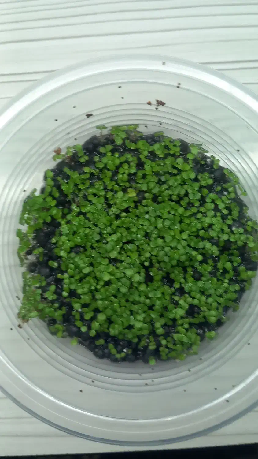 چمن آکواریوم|ماهی|خرمآباد, |دیوار