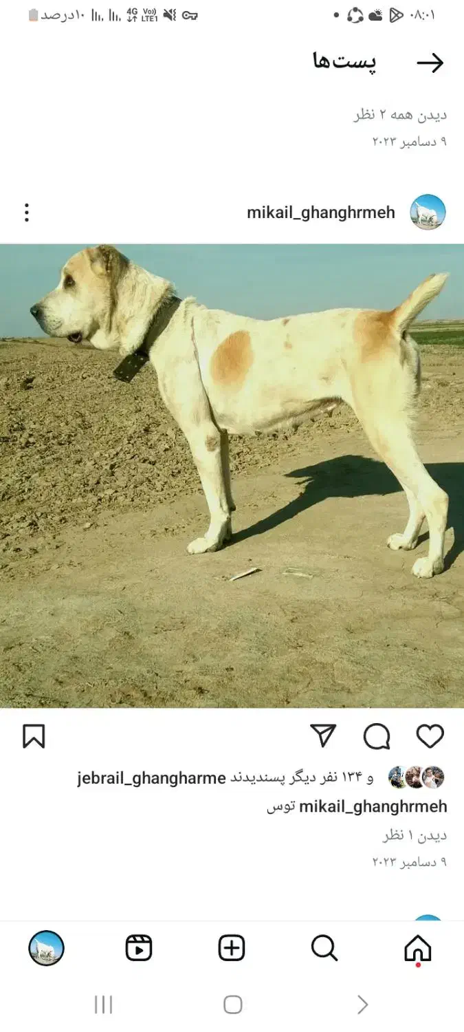 کم شده|حیوانات|سیمین شهر, |دیوار