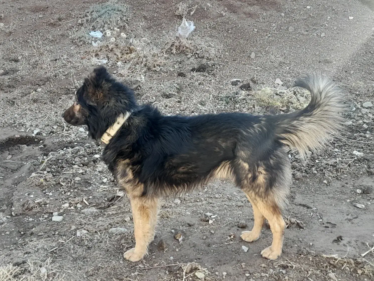 سگ نگهبان و گله|سگ|زنجان, |دیوار