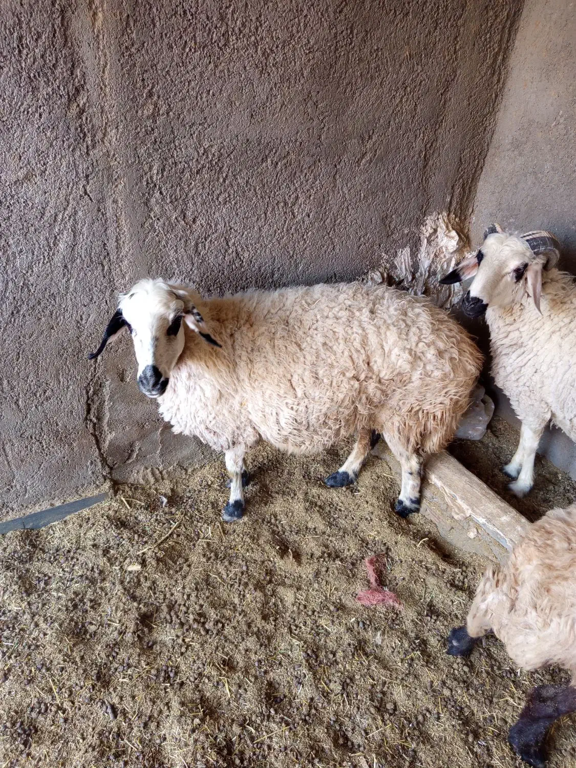 میش|حیوانات مزرعه|زرند, |دیوار