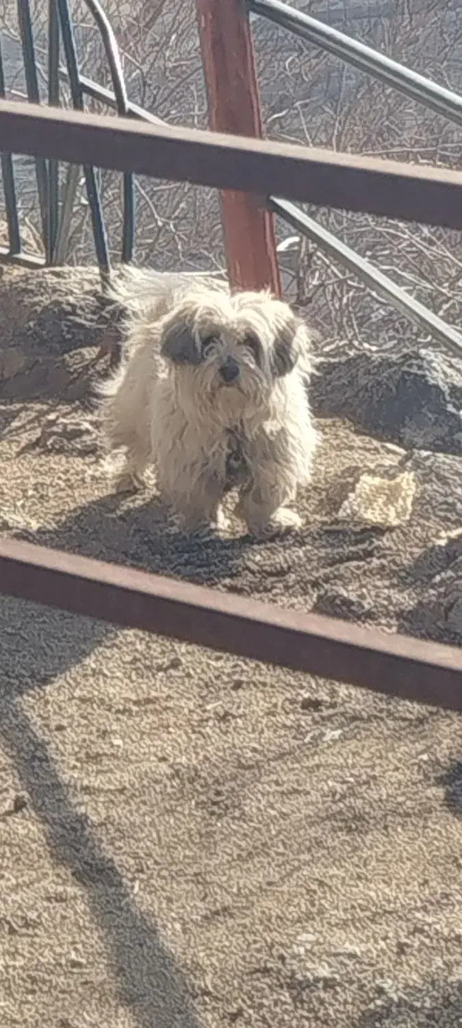 سگ پاکوتاه|سگ|صائین قلعه, |دیوار