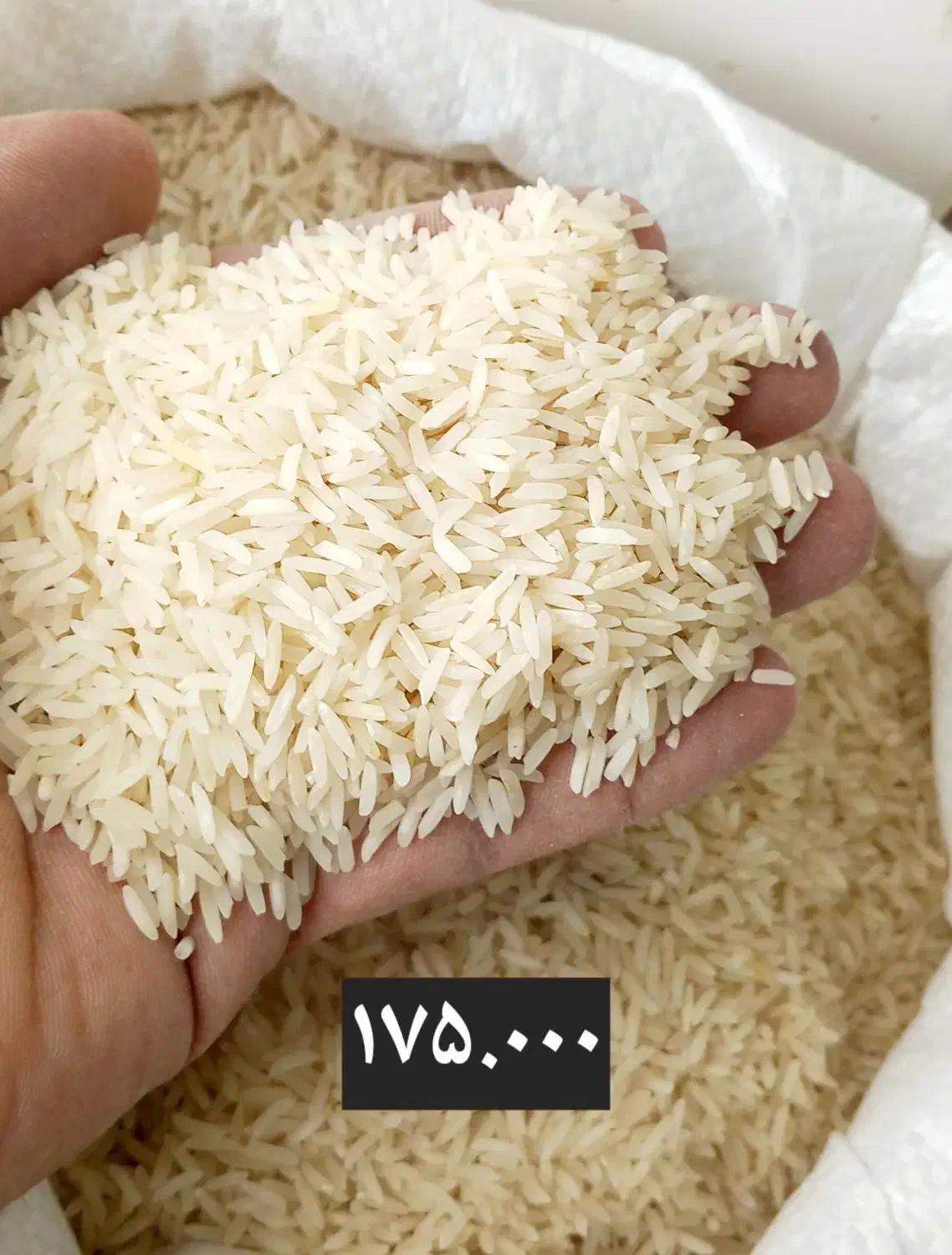 برنج فجر|خوردنی و آشامیدنی|گرگان, |دیوار