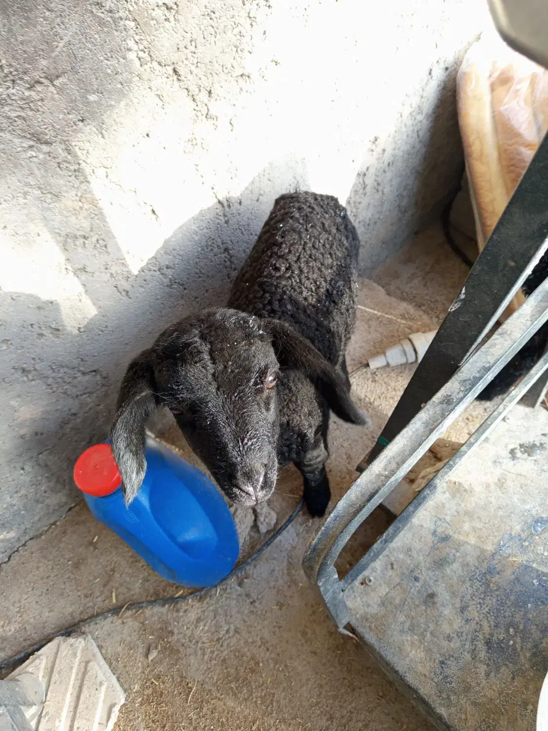 بره|حیوانات مزرعه|جوادآباد, |دیوار