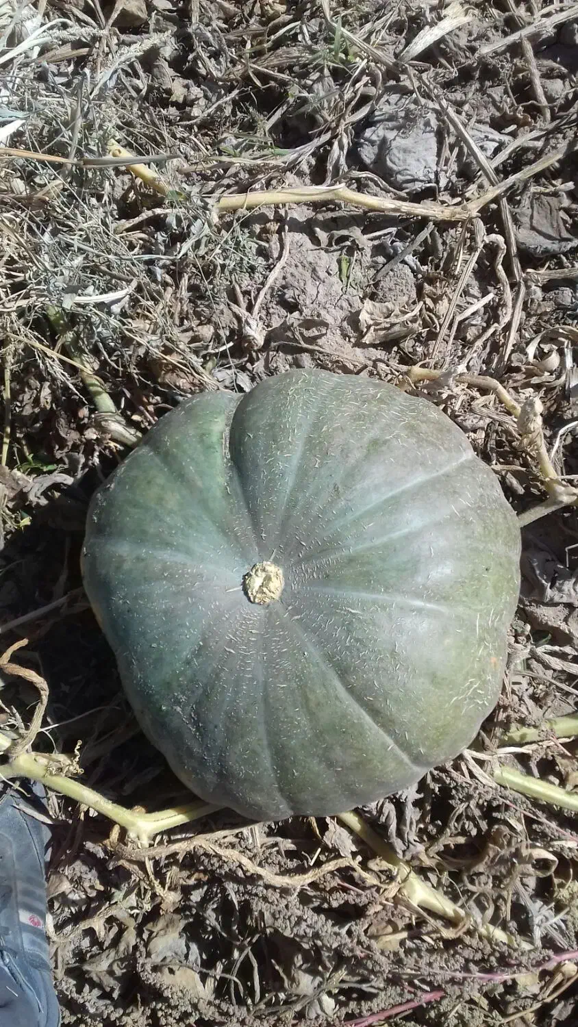 کدوحلوایی شیرین|خوردنی و آشامیدنی|بهار, |دیوار