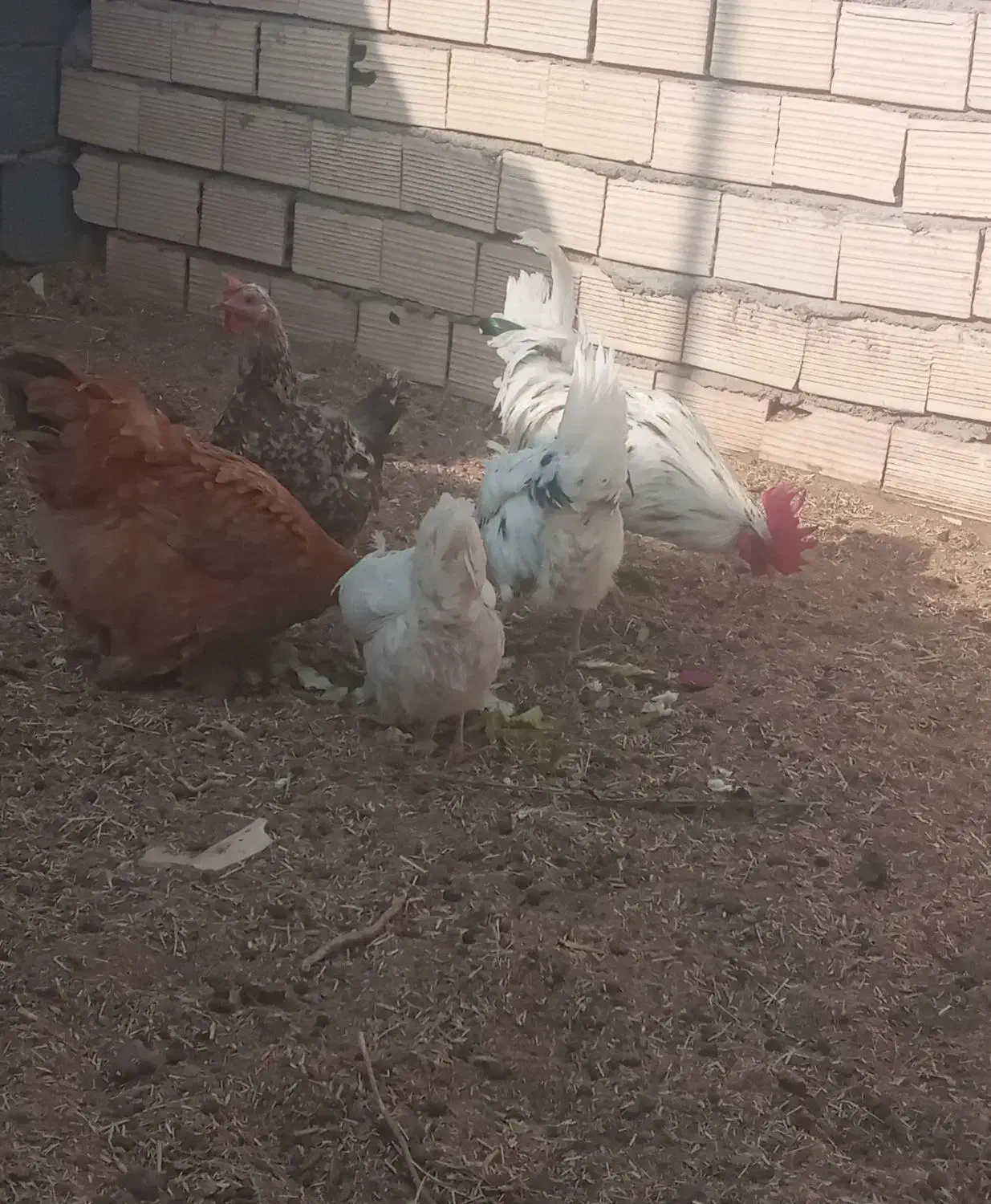 تخم مرغ گلین|حیوانات مزرعه|سیرجان, |دیوار