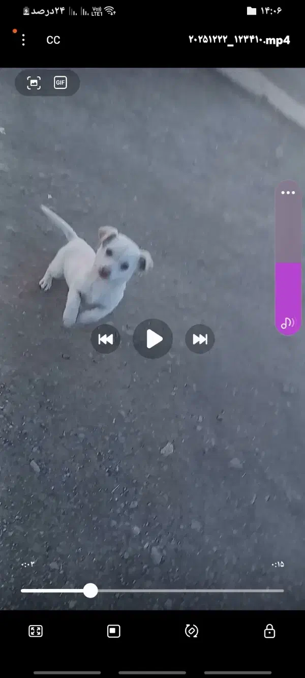 سگ پامر|سگ|خلخال, |دیوار