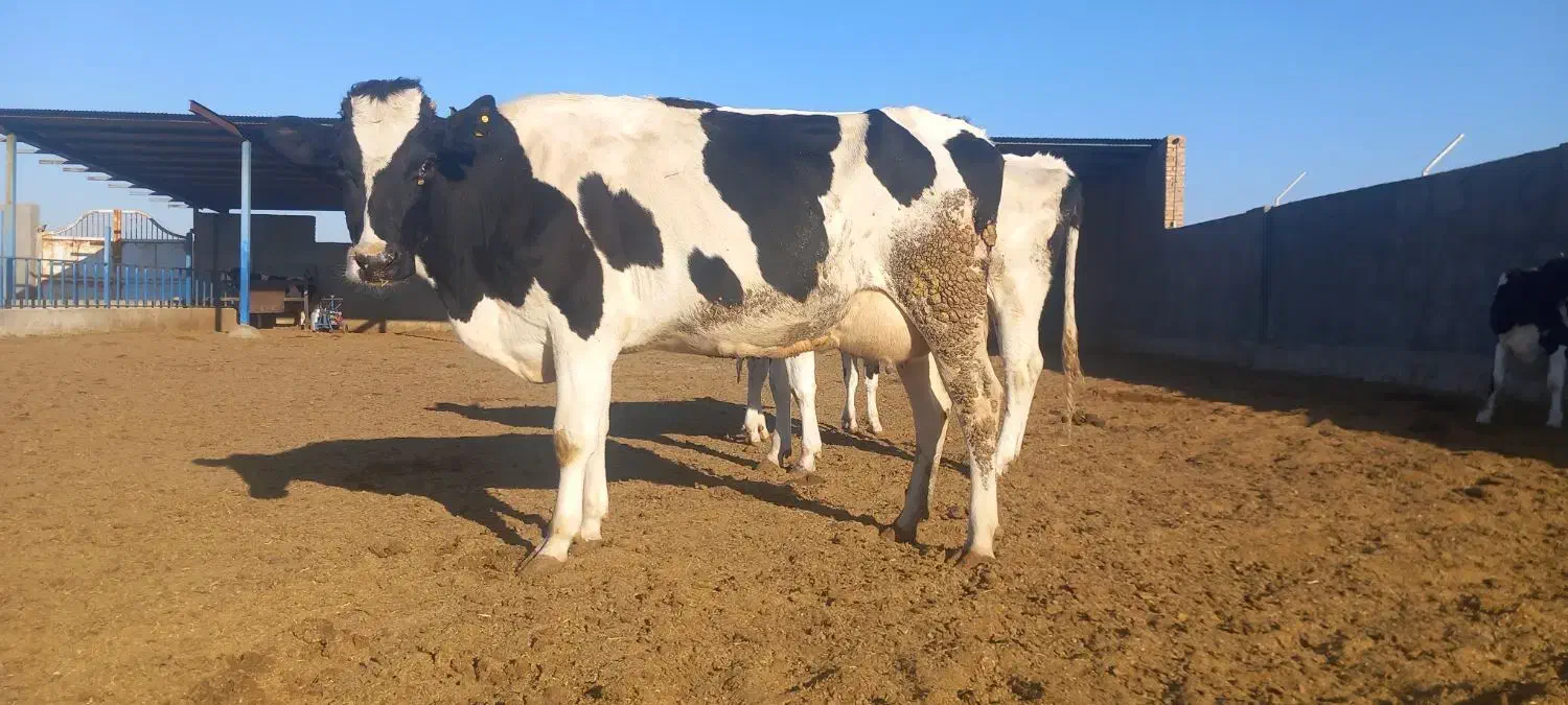 گاوشیری|حیوانات مزرعه|باشتین, |دیوار