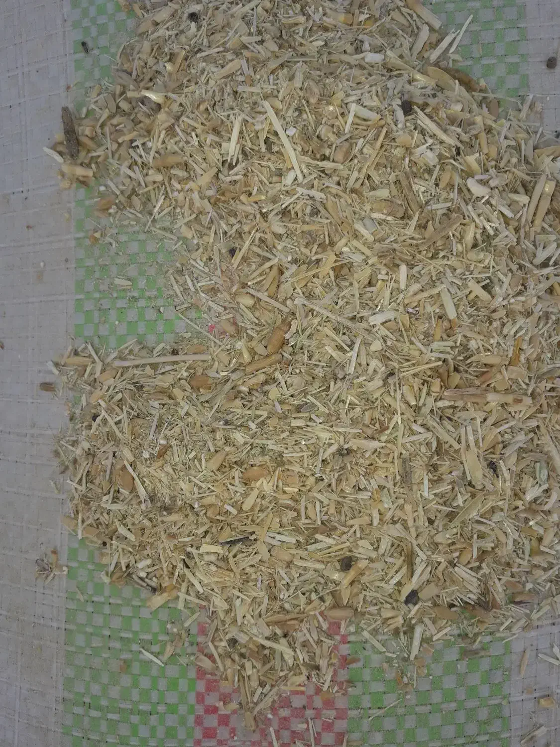 سرخوشه گندم|لوازم جانبی حیوانات|بندر ترکمن, |دیوار