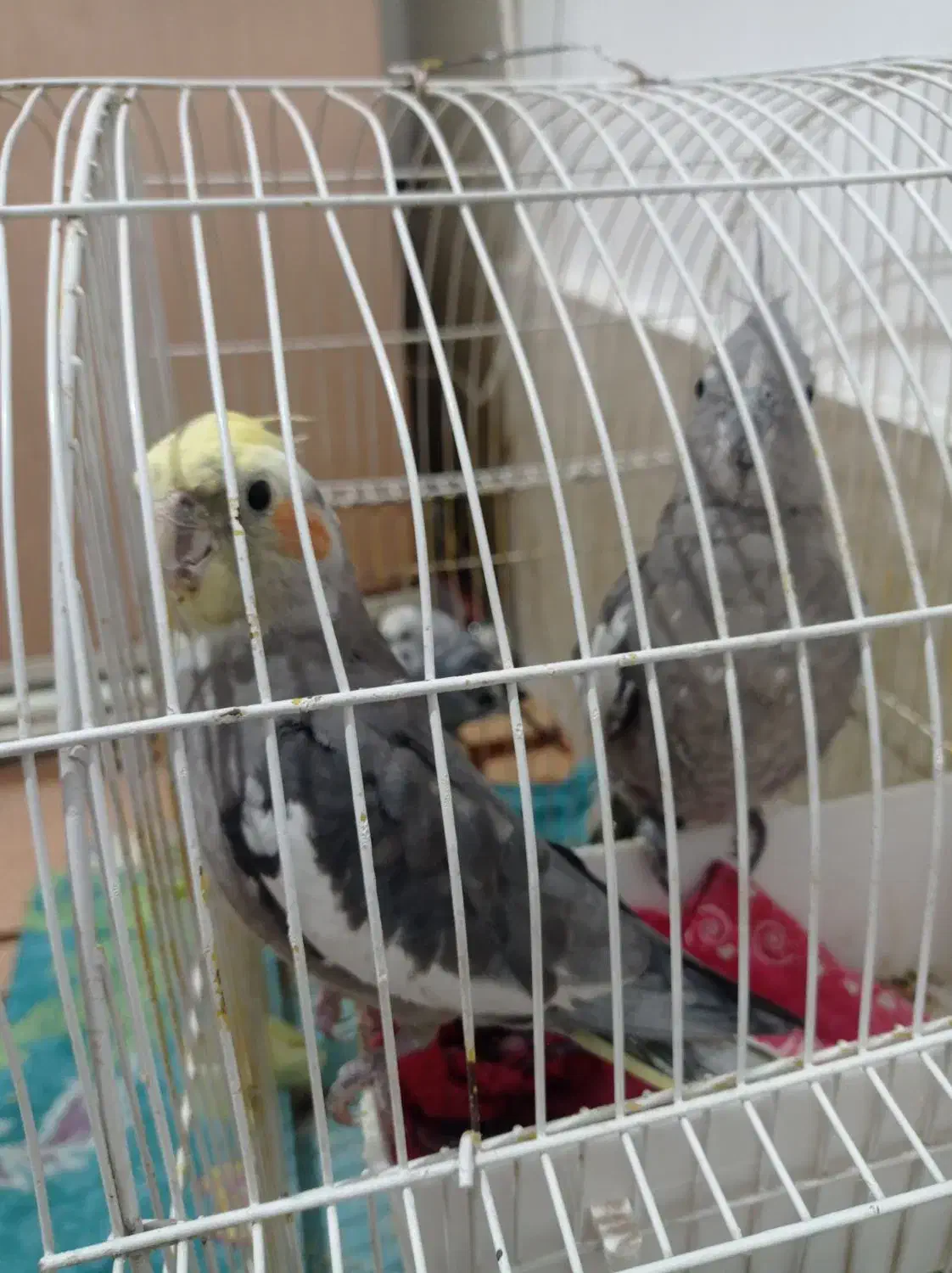 عروس هلندی و مرغ عشق|پرنده|پارس‌آباد, |دیوار