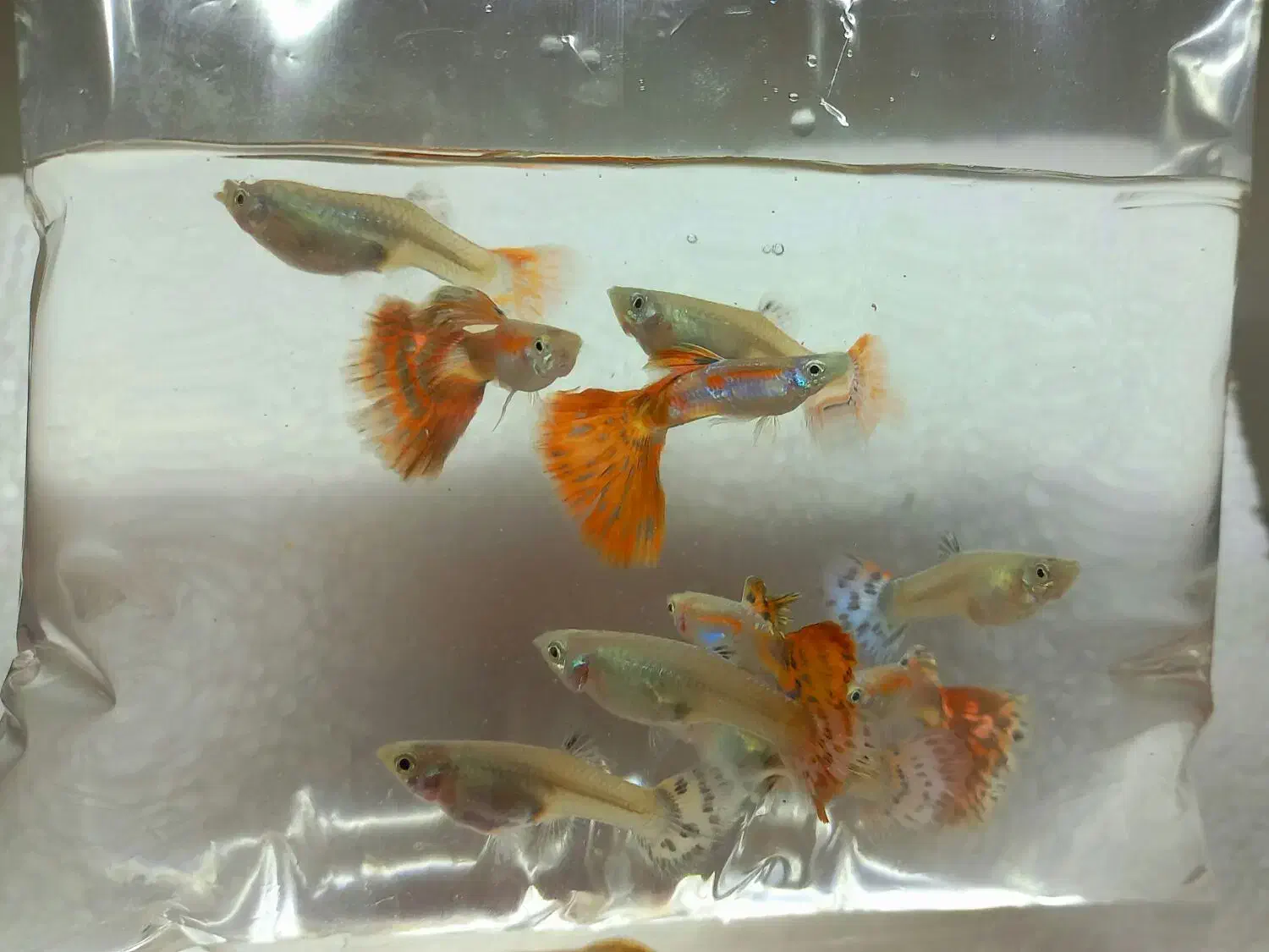 ماهی گوپی نژاد خالص|ماهی|تهران, تهرانسر شرقی|دیوار