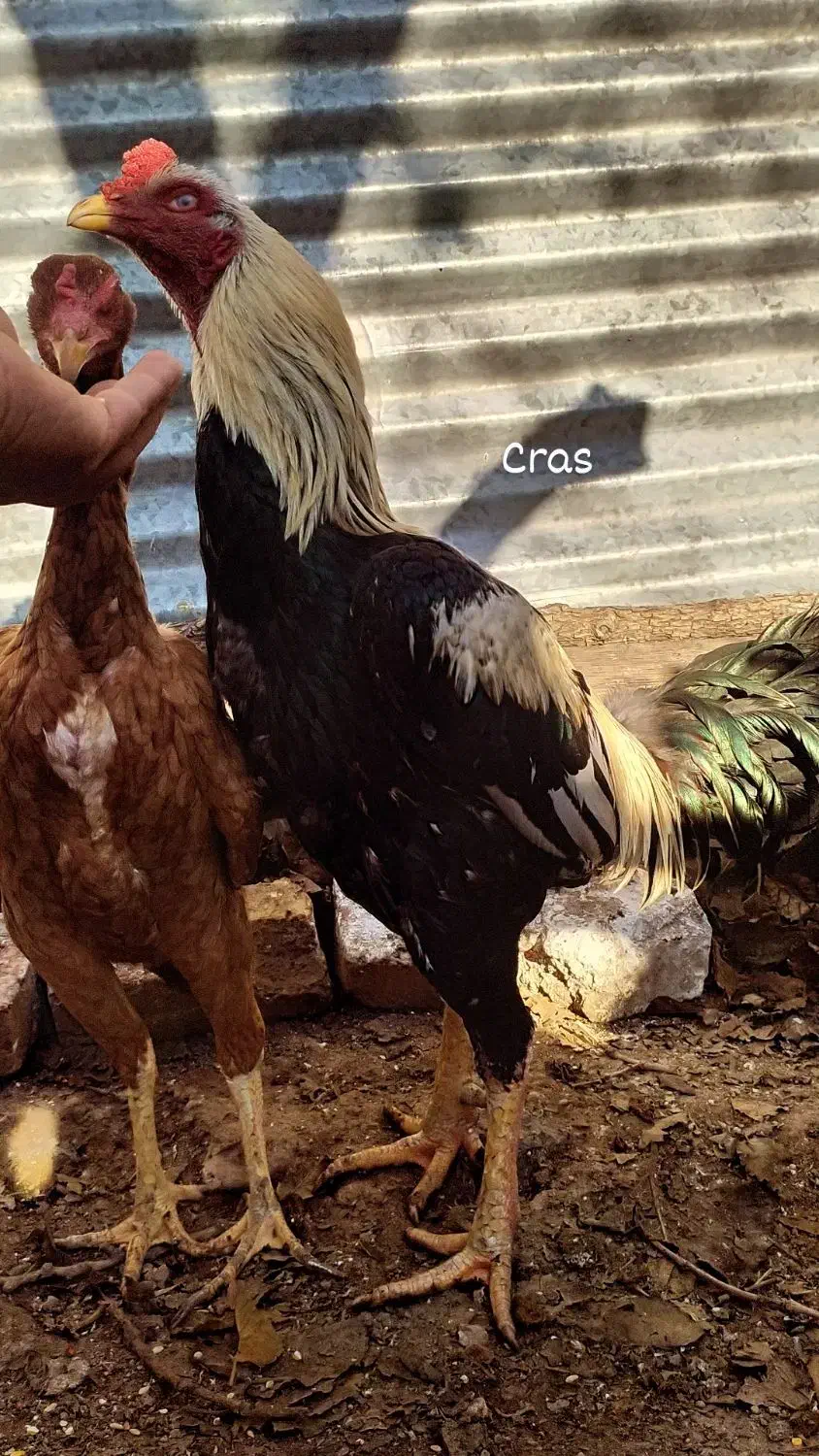 خروس لاری|حیوانات مزرعه|قزوین, |دیوار