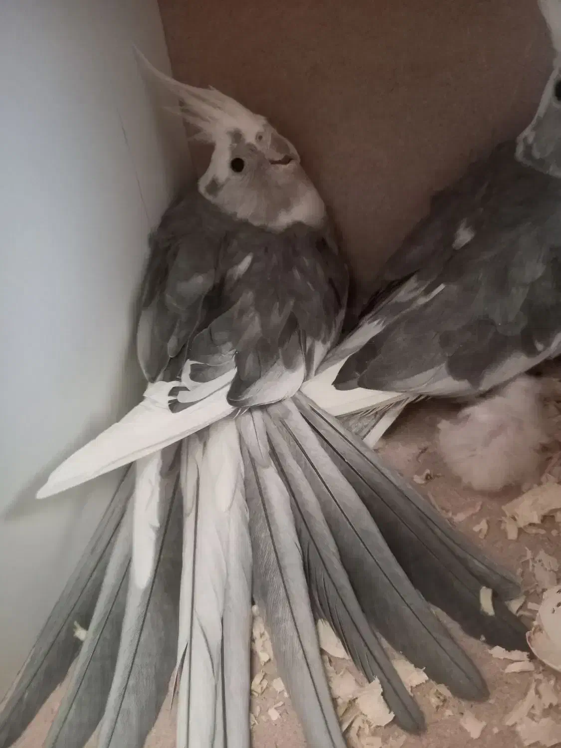 طوطی عروس|پرنده|نکا, |دیوار