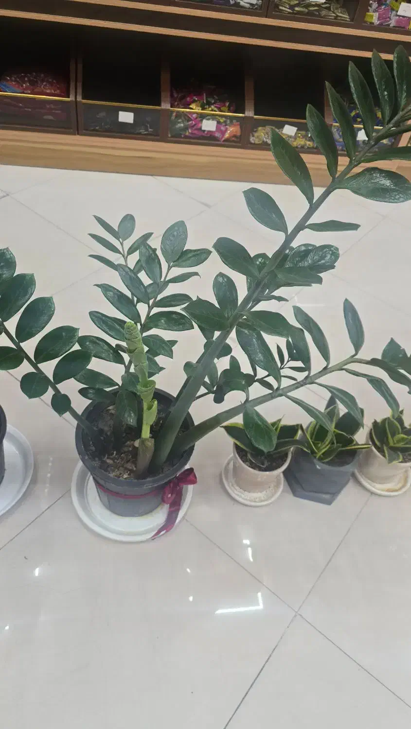 فروش گل|گل و گیاه طبیعی|گلپایگان, |دیوار