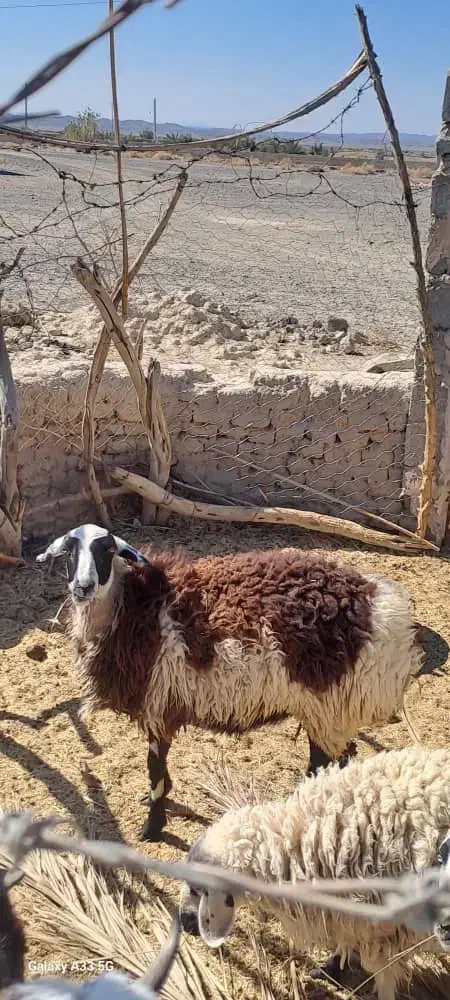 پلاط|حیوانات مزرعه|جالق, |دیوار