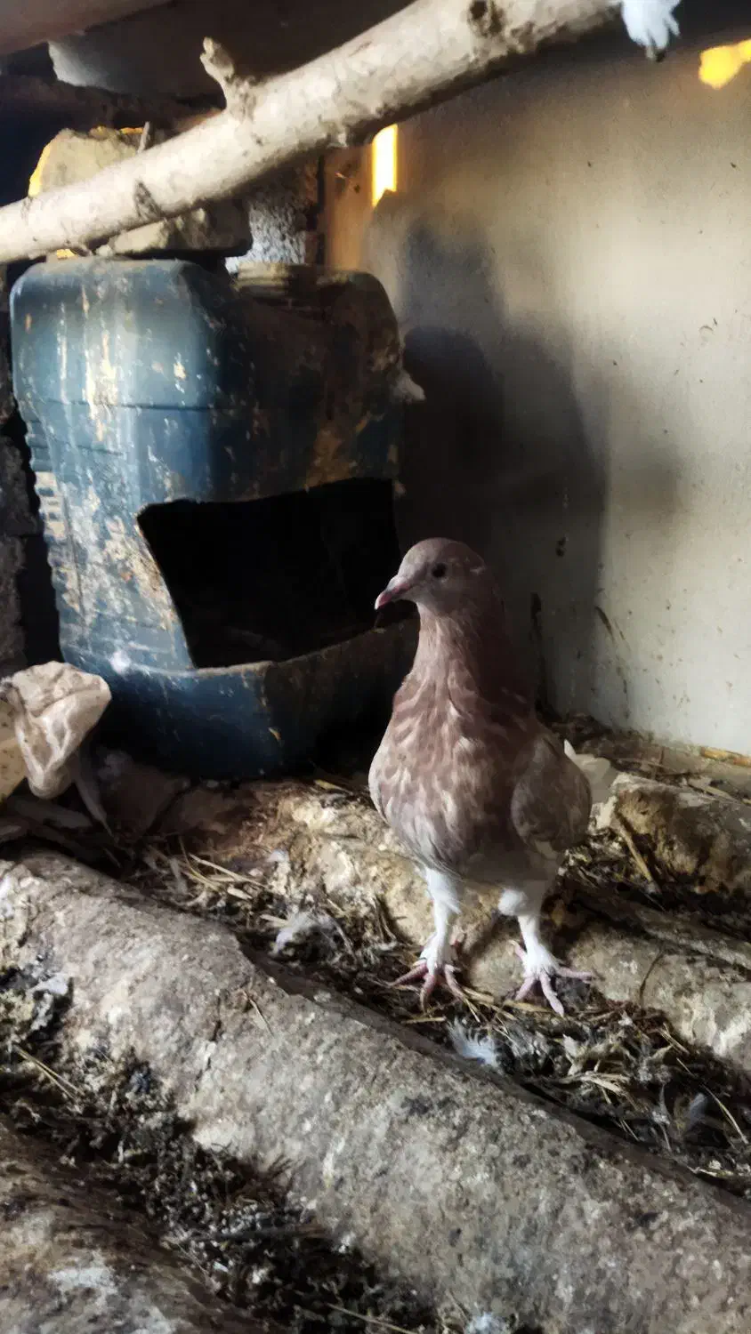 کبوتر مسافتی|پرنده|آمل, |دیوار