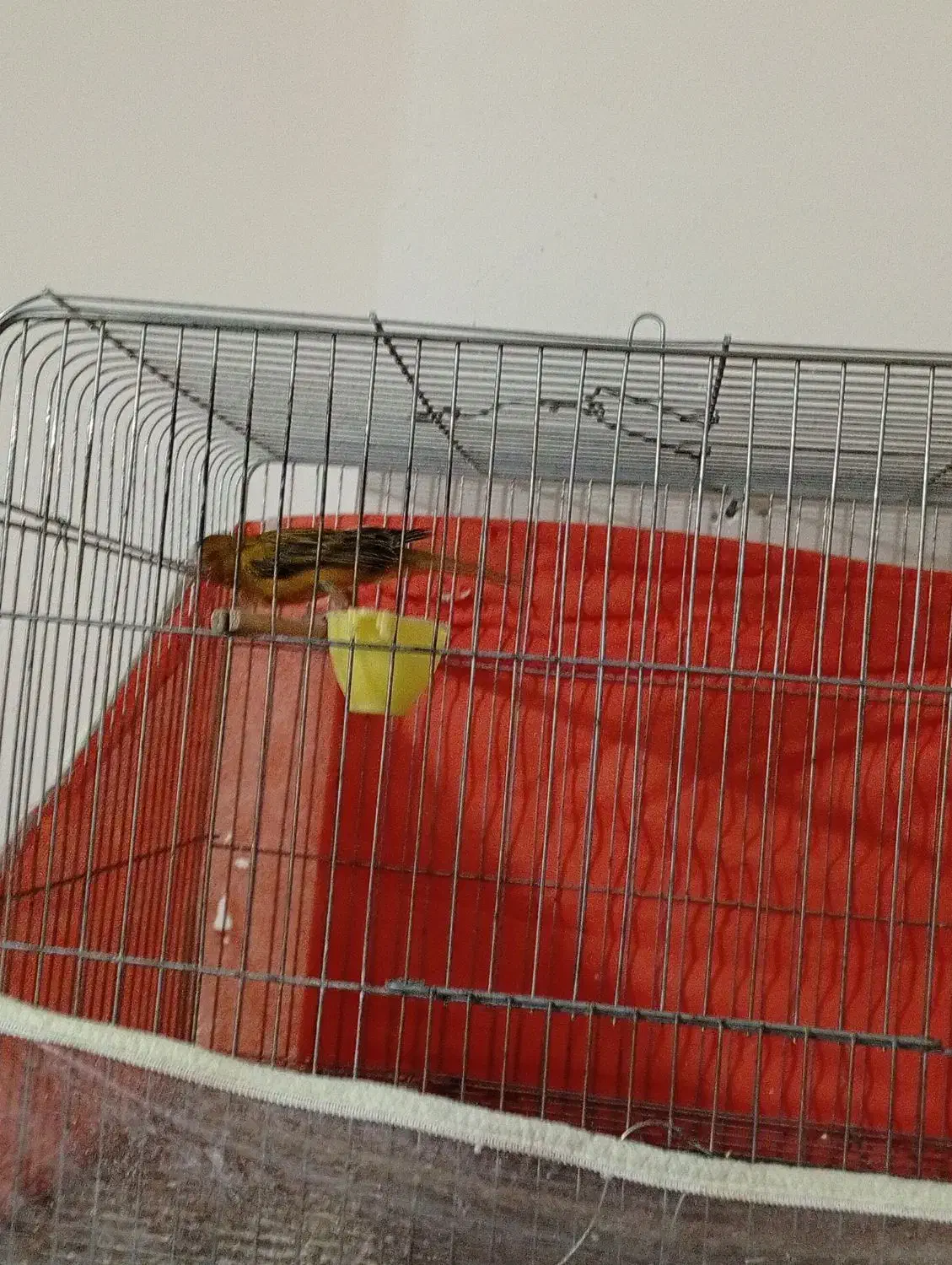 قناری بخون مامله|پرنده|ماهان, |دیوار