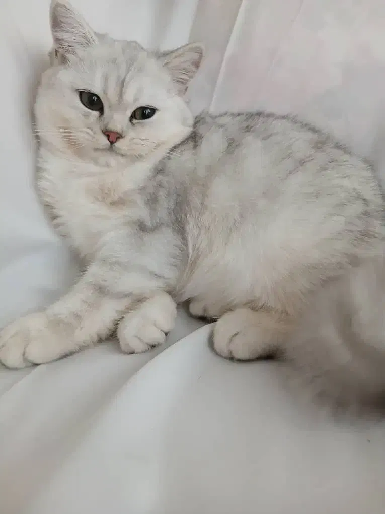 بریتیش سیلور اصیل|گربه|کرج, باغستان|دیوار