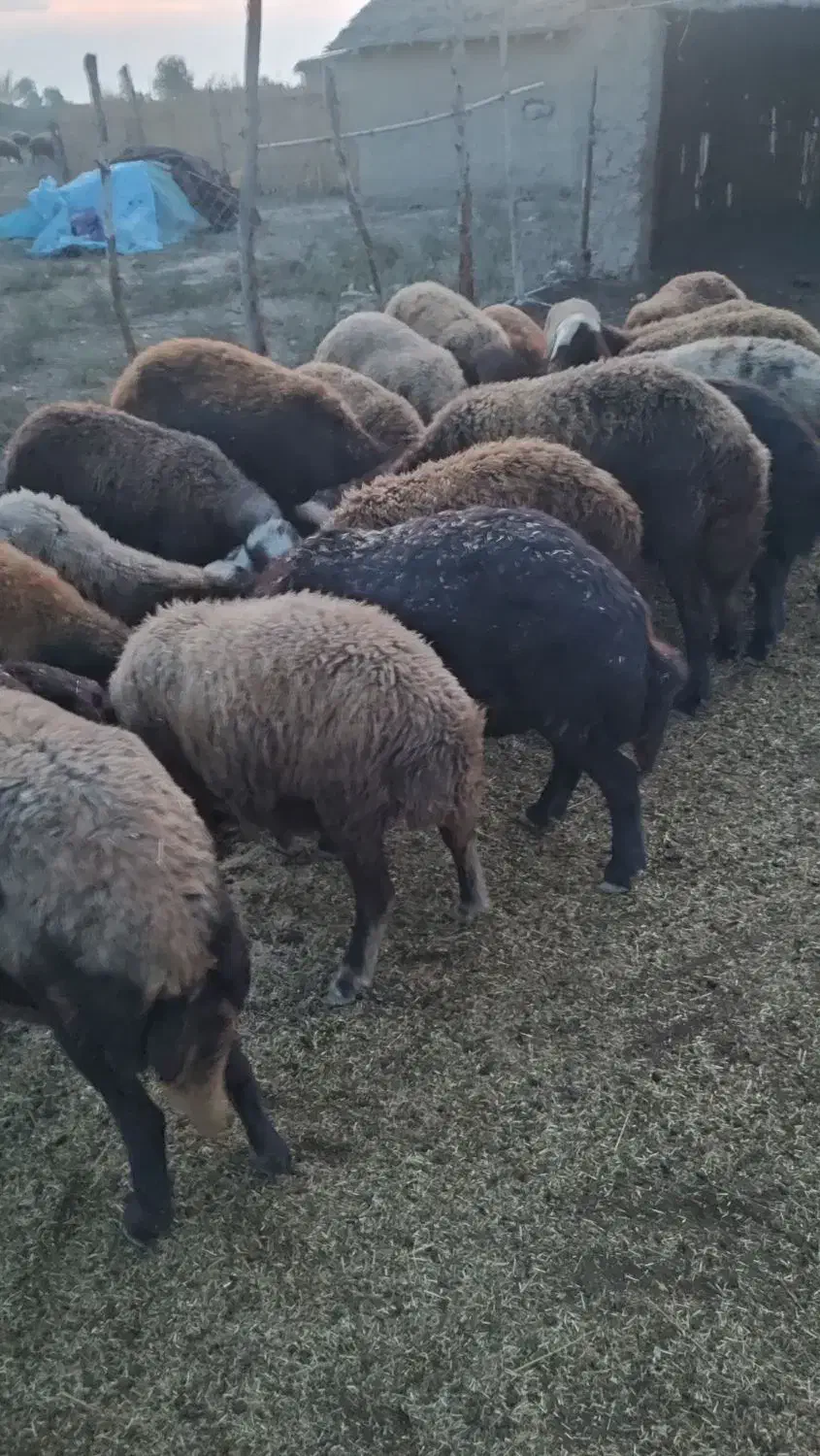 گوسفندهای آبستن|حیوانات مزرعه|تاتار علیا, |دیوار